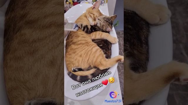 😸 Настоящая любовь котиков 🐈😻❤️🥺