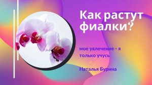 Как растут фиалки