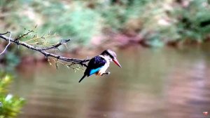 Альциона буроголовая (семейство зимородковых) - Alcyone brown-headed (family of kingfishers)