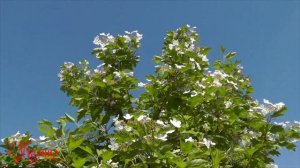 Любимая всеми песня "Ой, калина..." Ансамбль Калина.