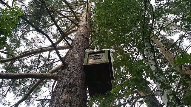 проверка ловушек,роеловство 2022. смотреть онлайн