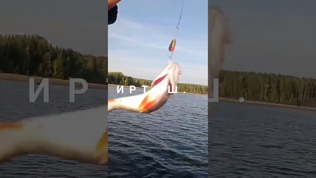 Рыбалка Иртыш, мелочь. shorts.