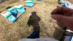 Подсадка запасных маток весной