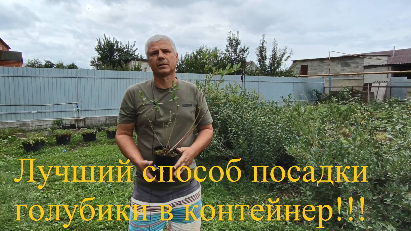 Сажаем голубику и собираем урожай ведрами!!! смотреть онлайн