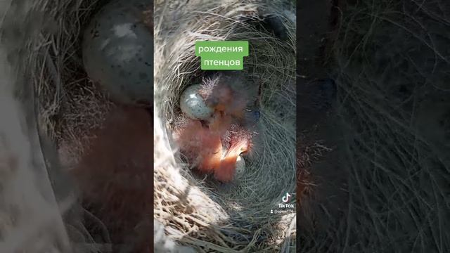 птенцы..