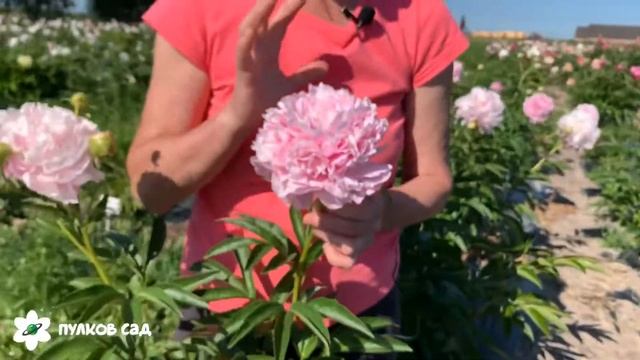 Pink parfait peony. Пинк парфейт пион. Пулков сад