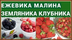 ЕЖЕВИКА ЗЕМЛЯНИКА КЛУБНИКА МАЛИНА