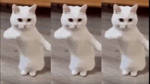 Часовой танец котят