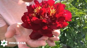 Buckeye belle peony. Бакай Белле пион. Пулков сад