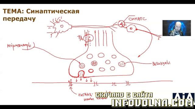 7. Синаптическая передача