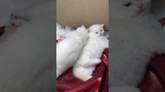 Самые красивые британские котята смотреть онлайн