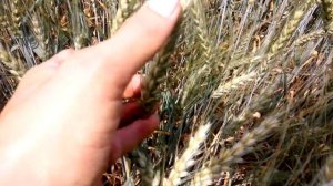 Супер элита Катруся.