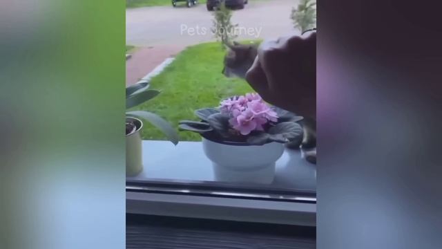 Домашние приколисты