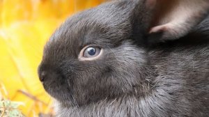 Символ 2023 года - чёрный кролик: не только ценный мех, но и 3-4 кг любви и заблуждений