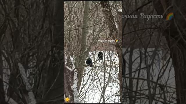 Память о родителях. Свадьба 27 декабря