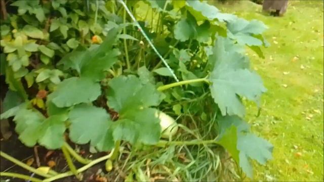 ЭЛЕКТРОГРЯДКА атмосферное электричество