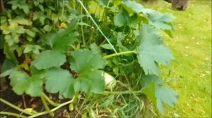 ЭЛЕКТРОГРЯДКА атмосферное электричество