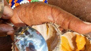 Спустили последние деньги на Шри-Ланке и пошли сдавать бутылки! Черепахи, ежи и устрицы ммм!