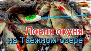 Отличная Рыбалка! Ночуем на Таёжном озере! Ловля ОКУНЯ!