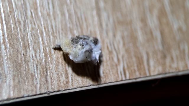 Сбежал паук Eresus kollari. Что делать? смотреть онлайн