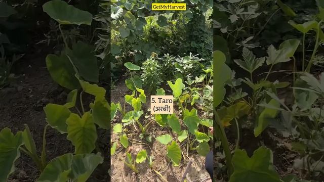 10 Vegetables to grow in June | जून में लगाये ये 10 सब्जियां #Shorts #organicfarming смотреть онлайн