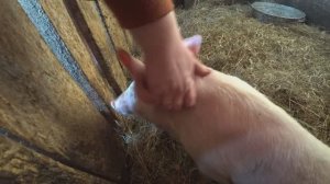 Курицы и поросенок в нашем хозяйстве