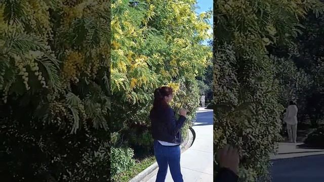 Очередь к мимозе для памятного фото|#shorts #respect #travel #russia #сочи #дендрарий #мимоза смотреть онлайн