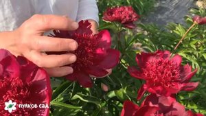 Hot chocolate peony. Хотя шоколад пион