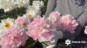 Pink Heart Throb peony. Пинк Харт Троб пион. Пулков сад