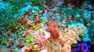 МАЛЬДИВЫ МААФУШИ ДАЙВИНГ МИЯРУ ФАРУ
MALDIVES UNDERWATER WORLD MIYARU FARU