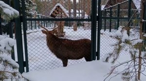 Зоосад Деда Мороза в Великом Устюге 🌟