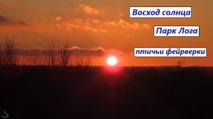 Лога. Рассвет. Птичьи фейрверки. Восход солнца. 03.01.25