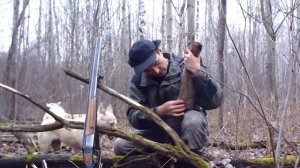 Охота с западно-сибирской лайкой 3 серия