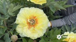 Sonoma Welcome peony. Сонома Велком пион. Пулков сад