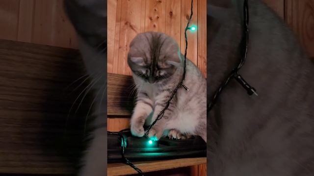 Праздничная Нюська 😼
