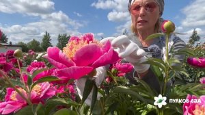 Золотое Руно пион. Пулков сад