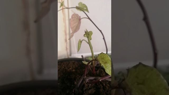 Паутинный клещ не дремлет