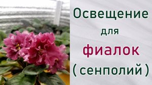 Какое освещение нужно фиалкам (сенполиям). Влияние пересвета и недостаточного освещения.