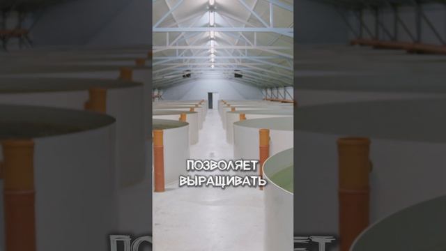 Почему Сома ВЫРАЩИВАЮТ только на РЫБНОЙ ФЕРМЕ УЗВ?