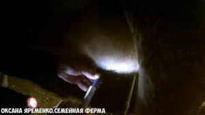 У коровы одна доля не доится. Просто воспаление или мастит?