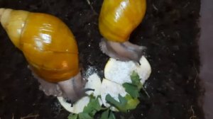 Архахатина Иктерика Кросс Ривер f3 линия Т.Уральской🥰