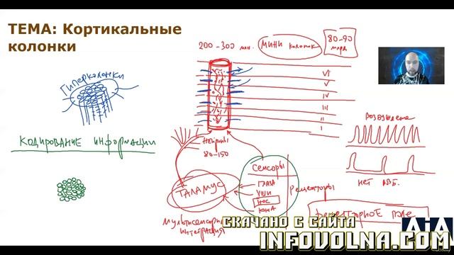 10. Кортикальные колонки