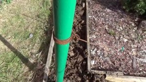 56. МАЛИНА по методу Соболева. Часть 8 - обработка от вредителей по "зеленому конусу".