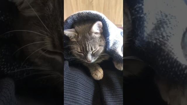 🐾 Стихотворение: «Кот-обжора»