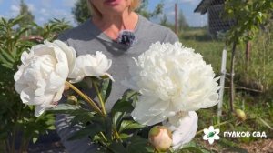 Снежинка пион. Пулков сад