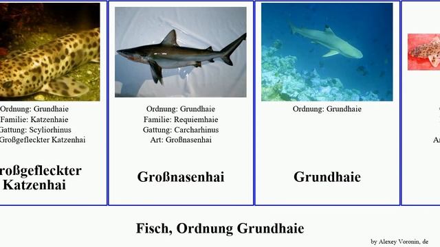Fisch, Ordnung Grundhaie mustelus galeus apristurus cephaloscyllium scharfnasenhai katzenhai fish