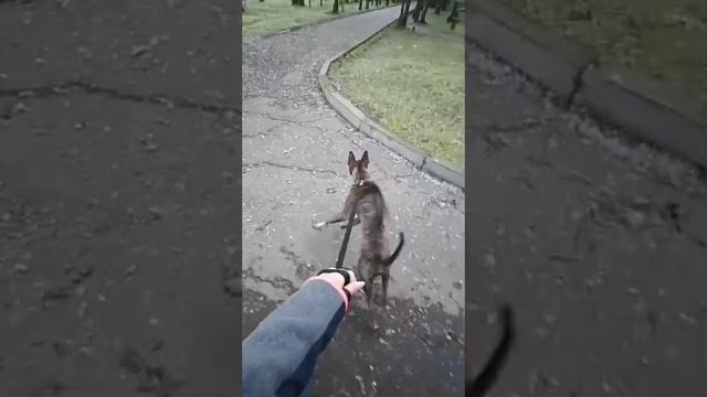 Результаты обучения на курсе "Искусство общения с собакой"