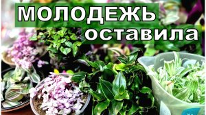 Мамки убрала, а молодежь оставила. Легкие способ размножения модных традесканций
