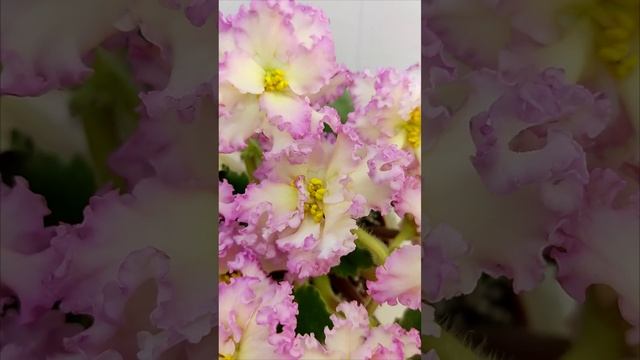 Фиалка РМ-Богиня Солнца