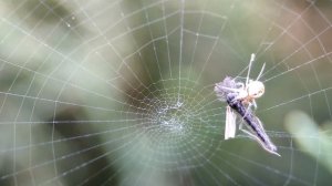 Паук кругопряд Mangora acalypha на охоте